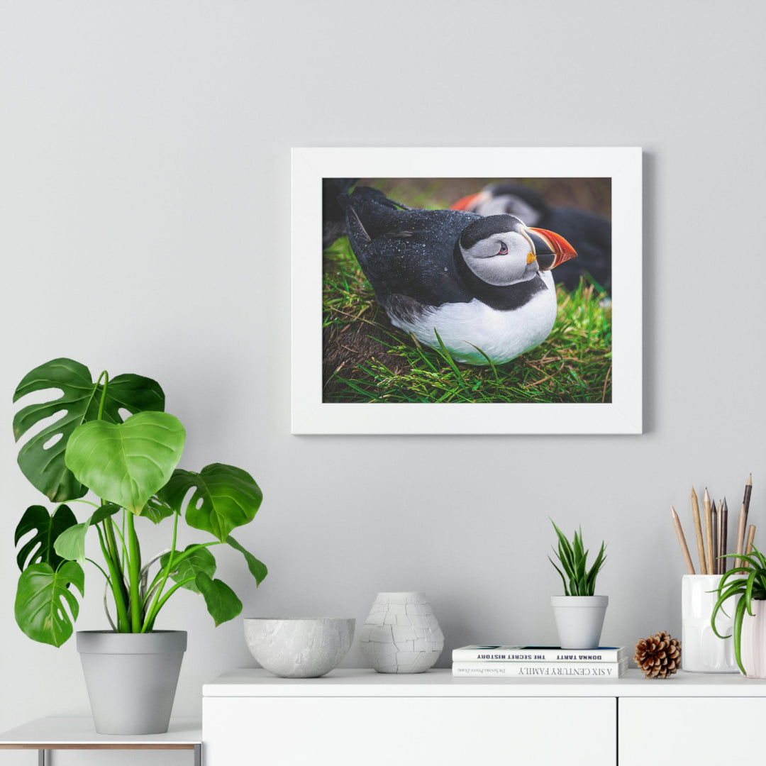 Resting Puffin - Framed Print - Visiting This World