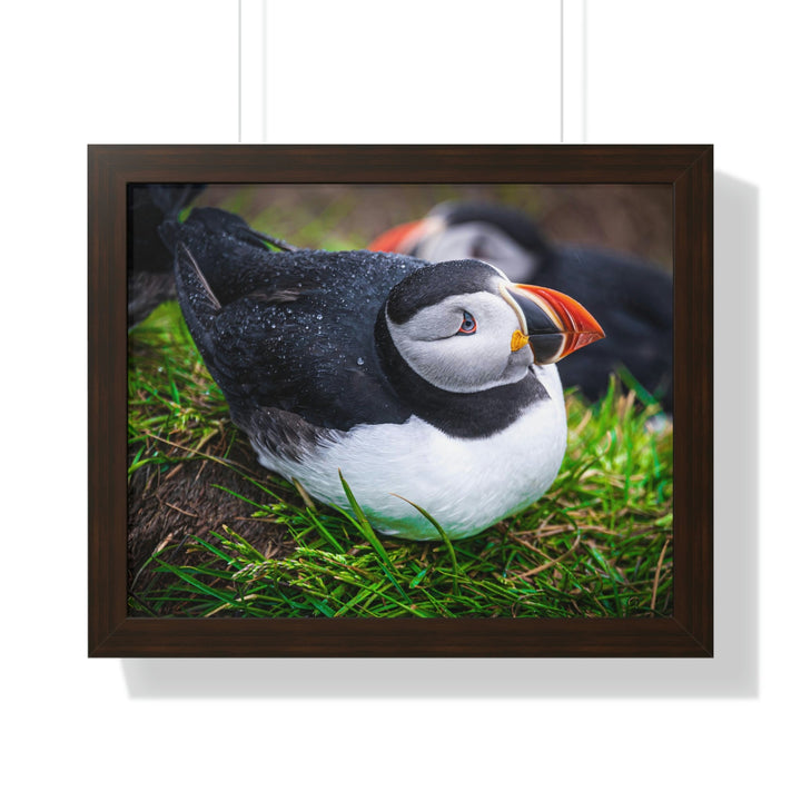 Resting Puffin - Framed Print - Visiting This World