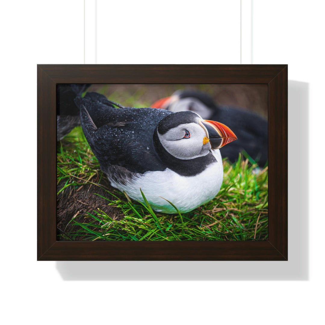 Resting Puffin - Framed Print - Visiting This World