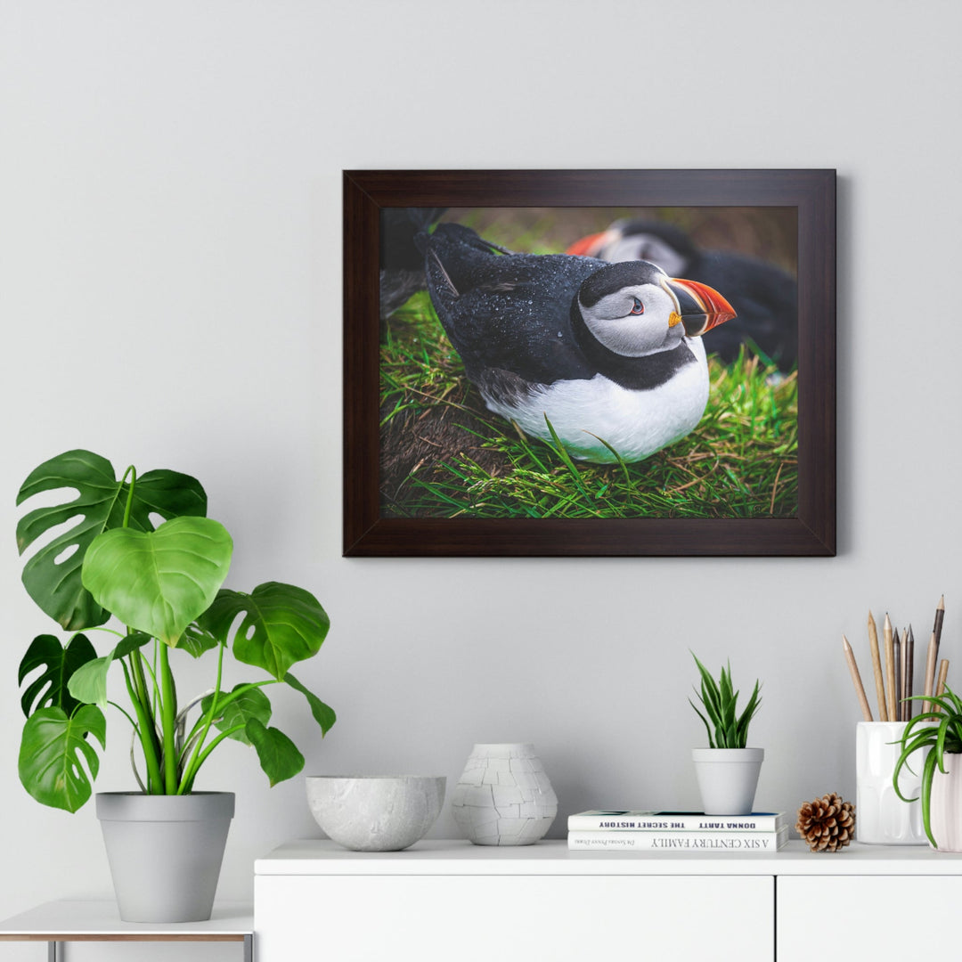 Resting Puffin - Framed Print - Visiting This World