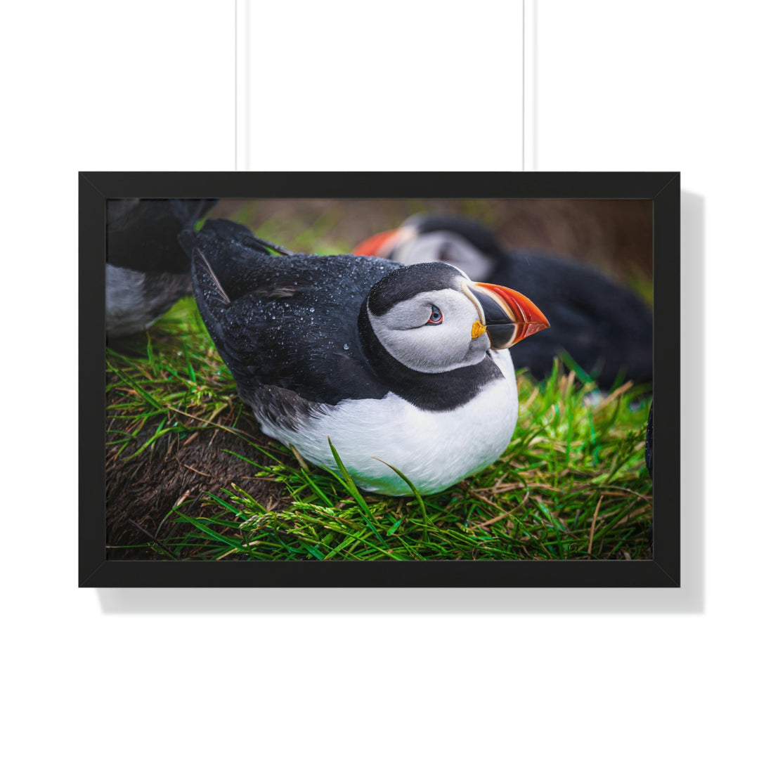 Resting Puffin - Framed Print - Visiting This World