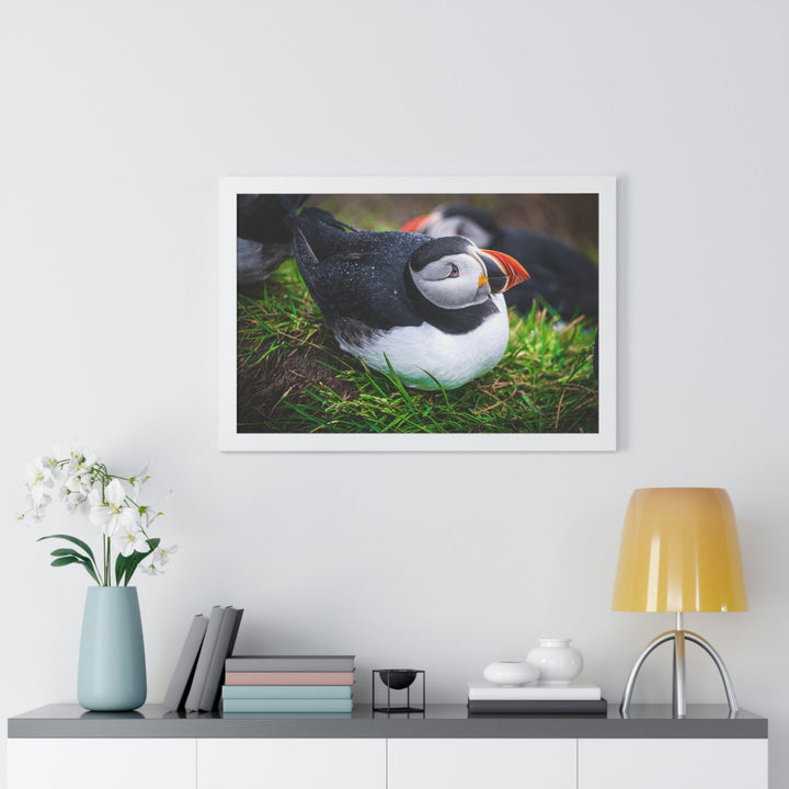 Resting Puffin - Framed Print - Visiting This World