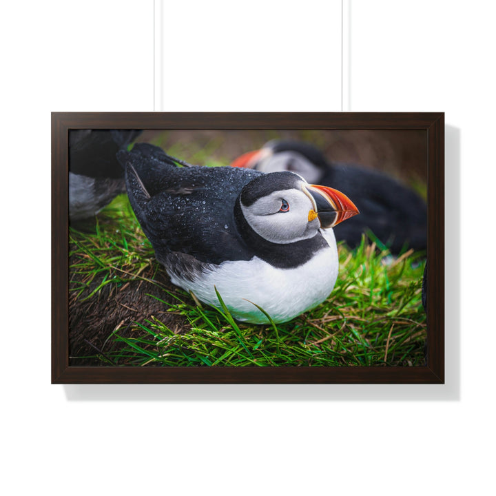 Resting Puffin - Framed Print - Visiting This World