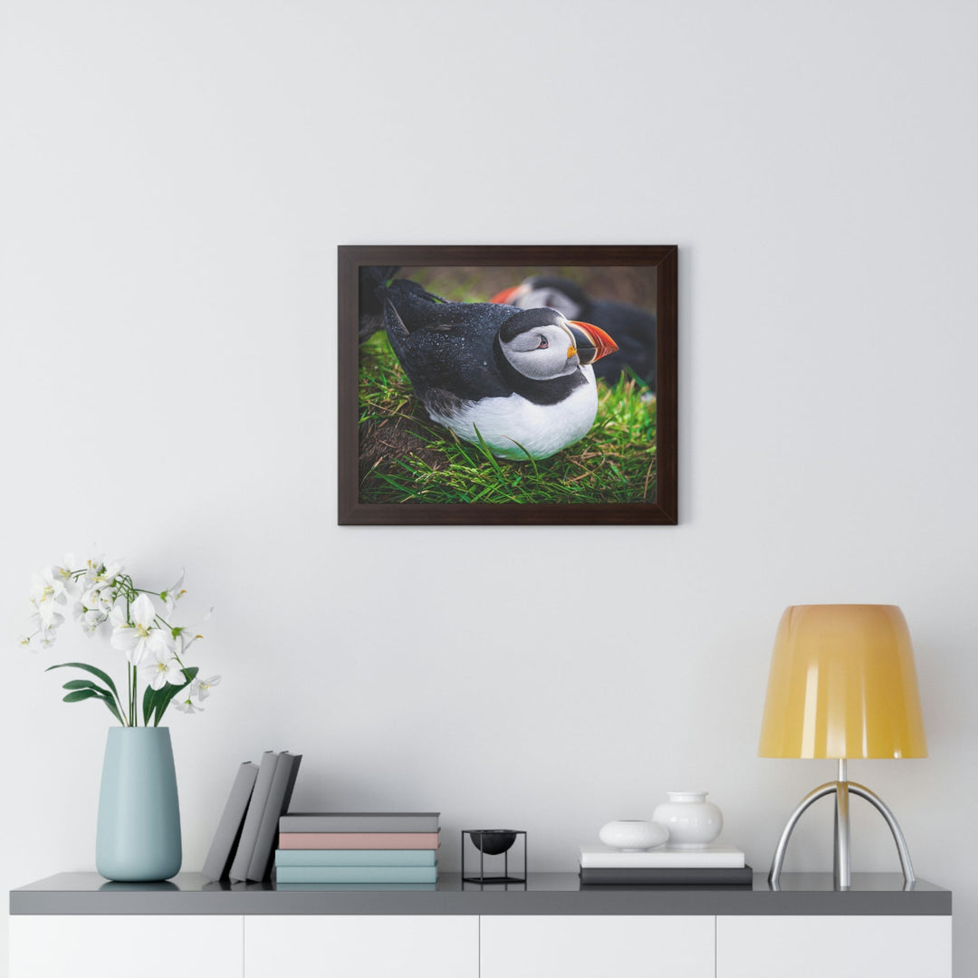 Resting Puffin - Framed Print - Visiting This World