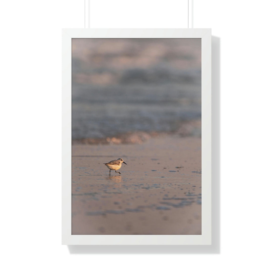 Sanderling in Soft Dusk Light - Framed Print - Visiting This World