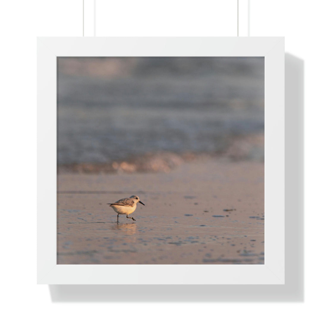 Sanderling in Soft Dusk Light - Framed Print - Visiting This World