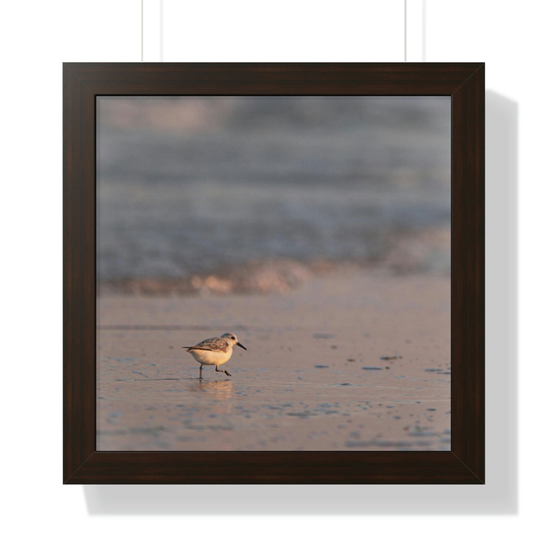 Sanderling in Soft Dusk Light - Framed Print - Visiting This World