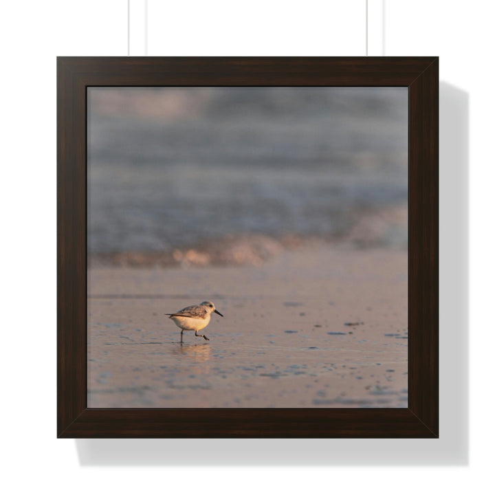 Sanderling in Soft Dusk Light - Framed Print - Visiting This World