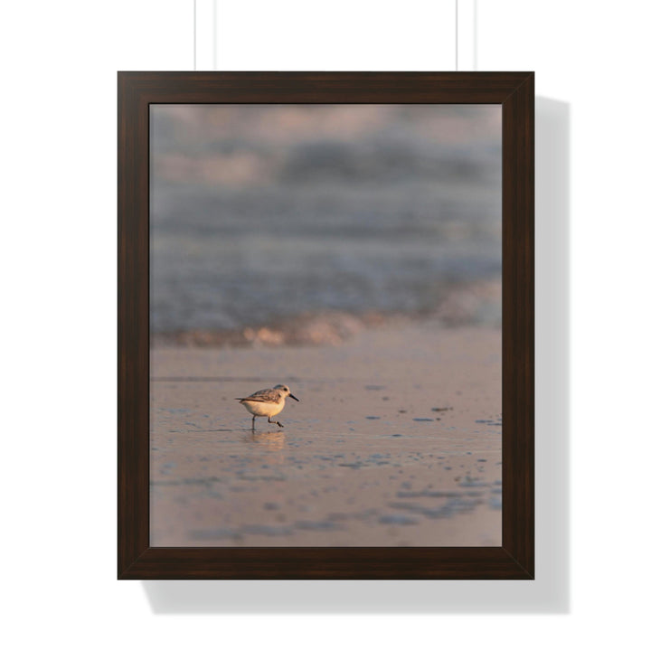 Sanderling in Soft Dusk Light - Framed Print - Visiting This World