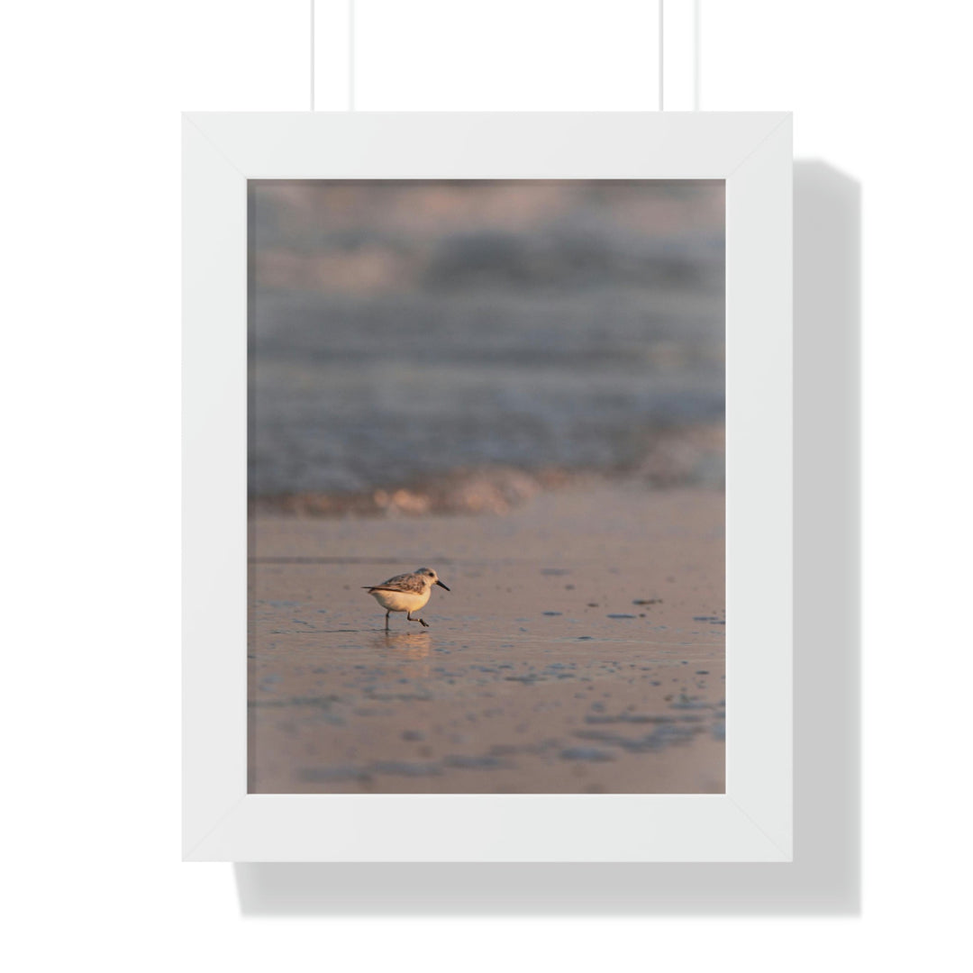 Sanderling in Soft Dusk Light - Framed Print - Visiting This World