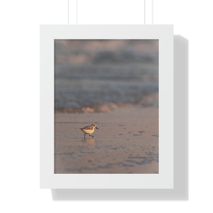 Sanderling in Soft Dusk Light - Framed Print - Visiting This World