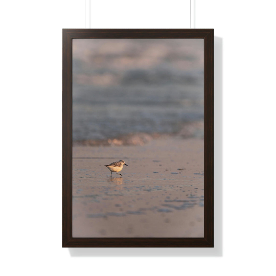 Sanderling in Soft Dusk Light - Framed Print - Visiting This World