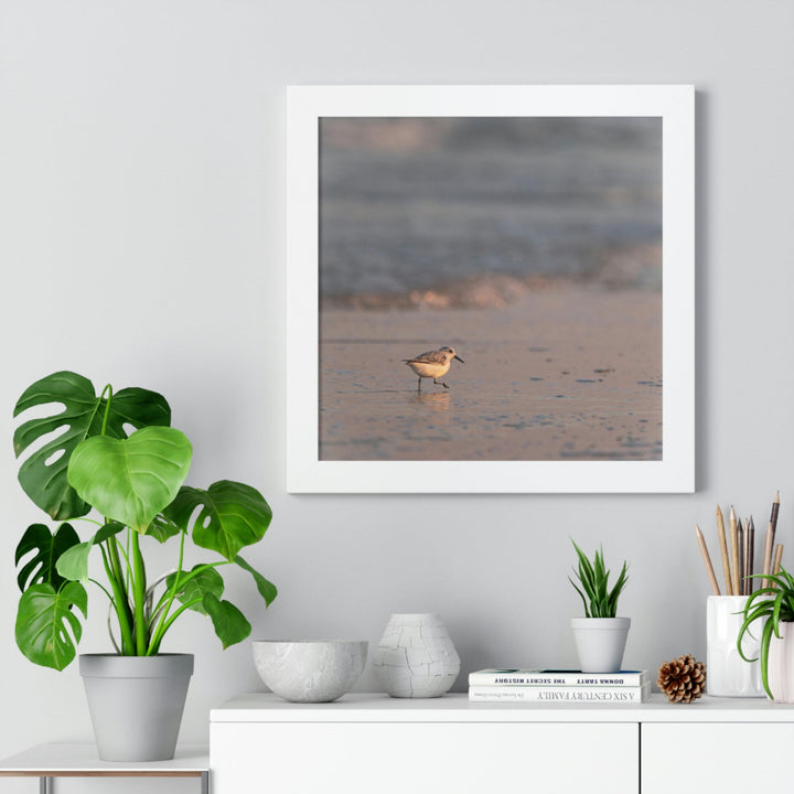 Sanderling in Soft Dusk Light - Framed Print - Visiting This World