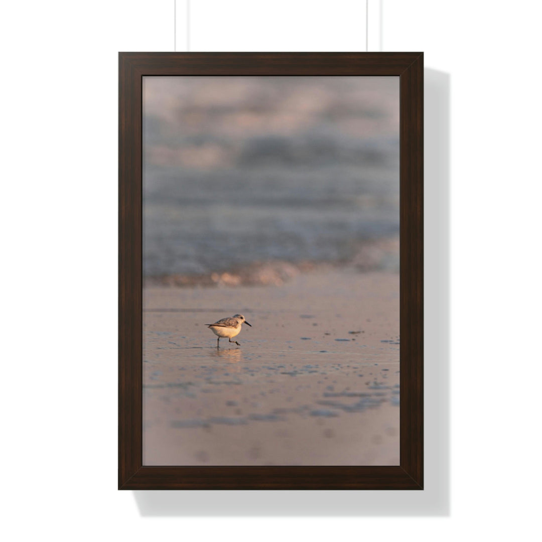 Sanderling in Soft Dusk Light - Framed Print - Visiting This World