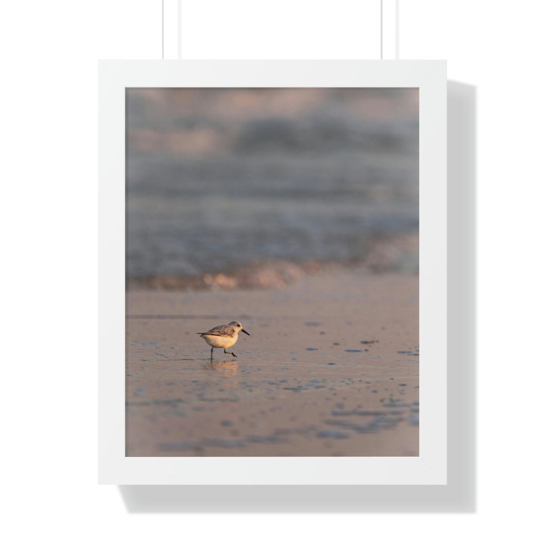 Sanderling in Soft Dusk Light - Framed Print - Visiting This World