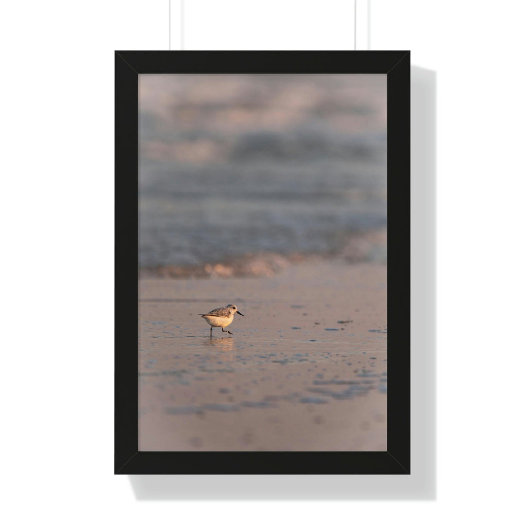 Sanderling in Soft Dusk Light - Framed Print - Visiting This World