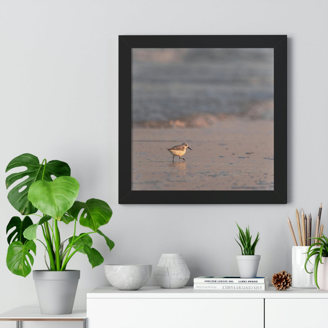 Sanderling in Soft Dusk Light - Framed Print - Visiting This World