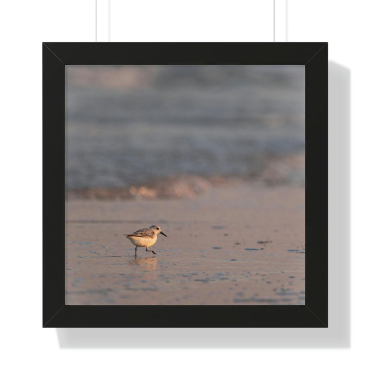 Sanderling in Soft Dusk Light - Framed Print - Visiting This World