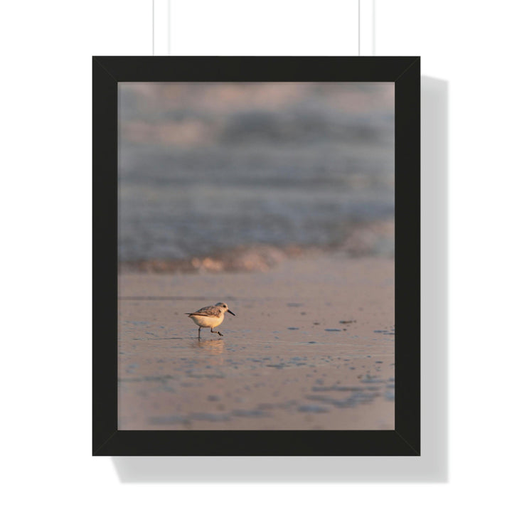 Sanderling in Soft Dusk Light - Framed Print - Visiting This World