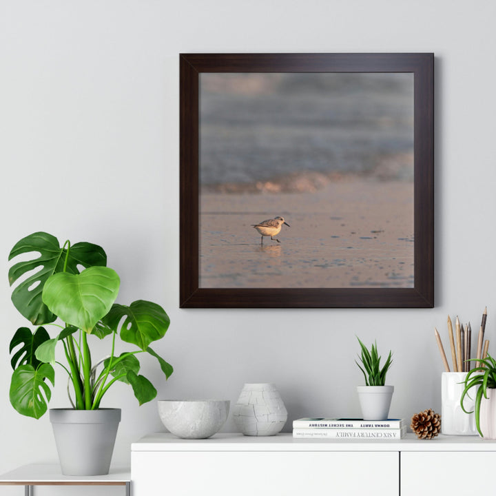 Sanderling in Soft Dusk Light - Framed Print - Visiting This World