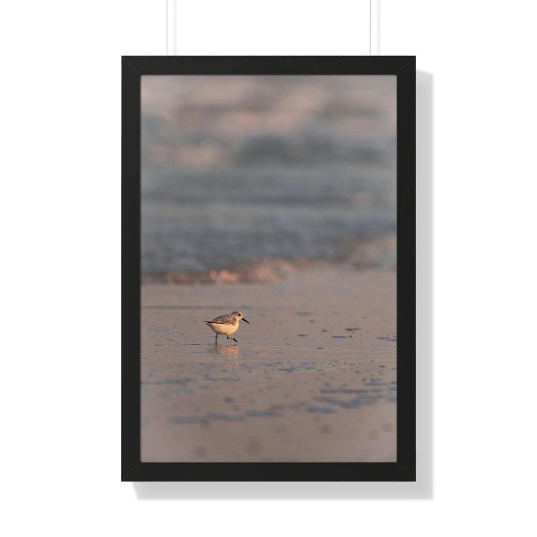 Sanderling in Soft Dusk Light - Framed Print - Visiting This World