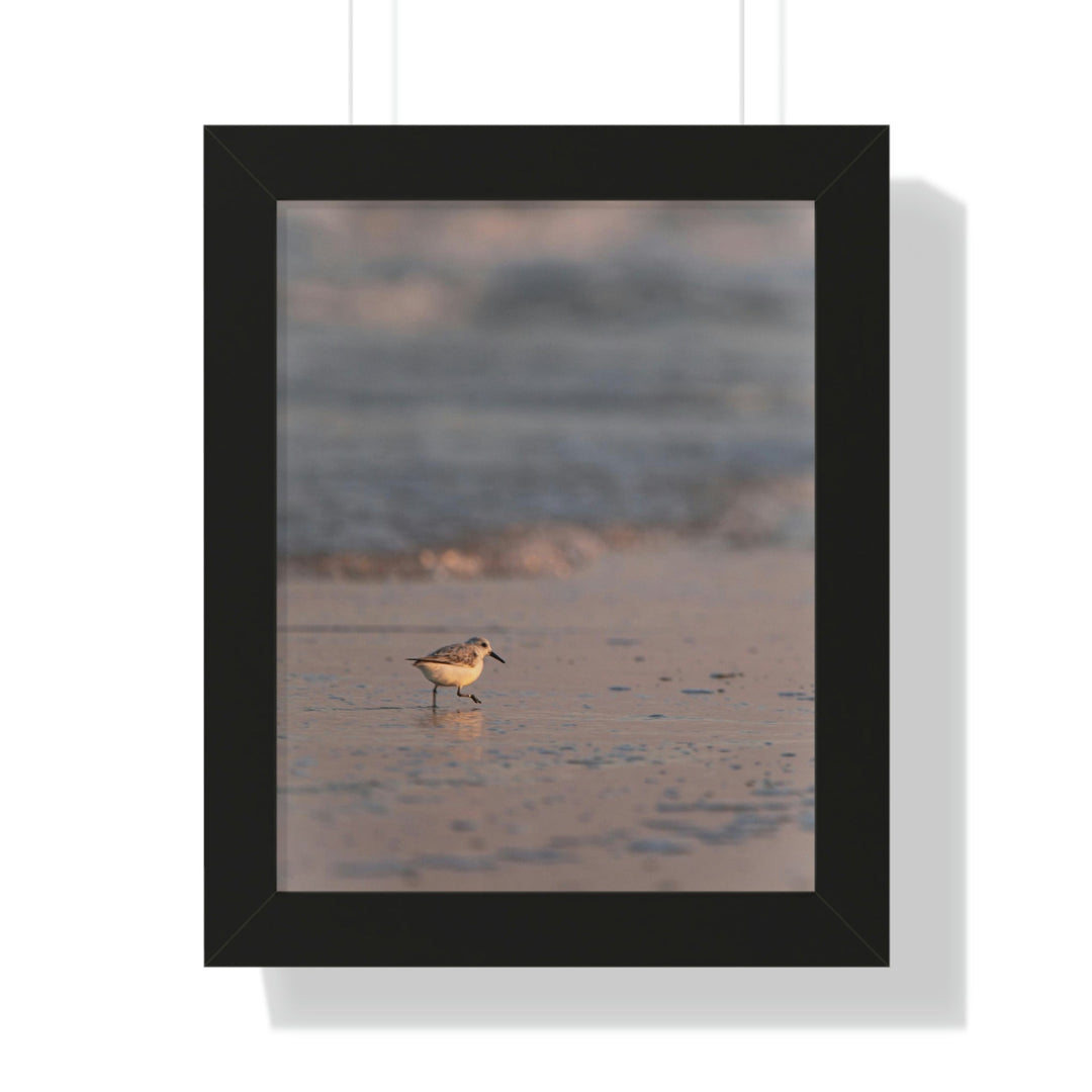 Sanderling in Soft Dusk Light - Framed Print - Visiting This World