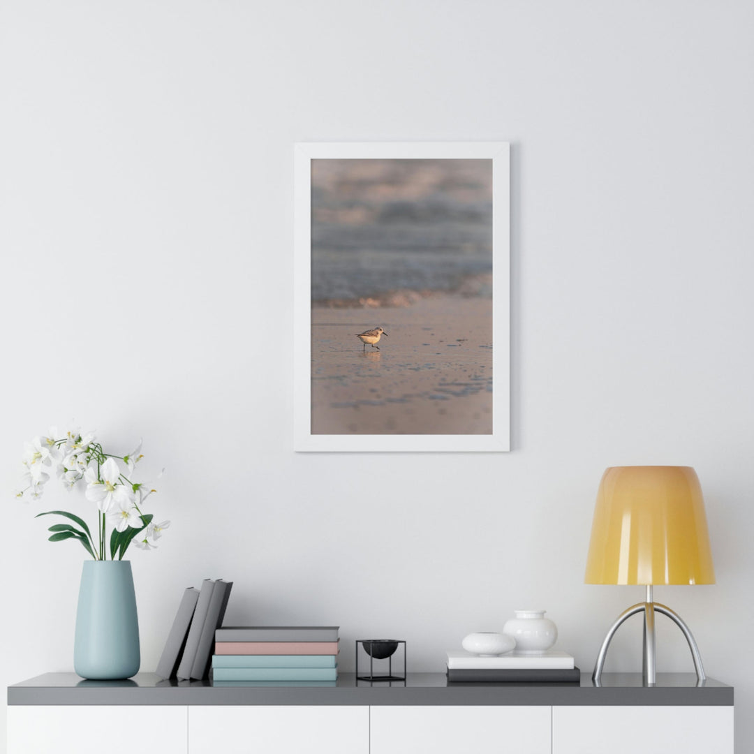 Sanderling in Soft Dusk Light - Framed Print - Visiting This World