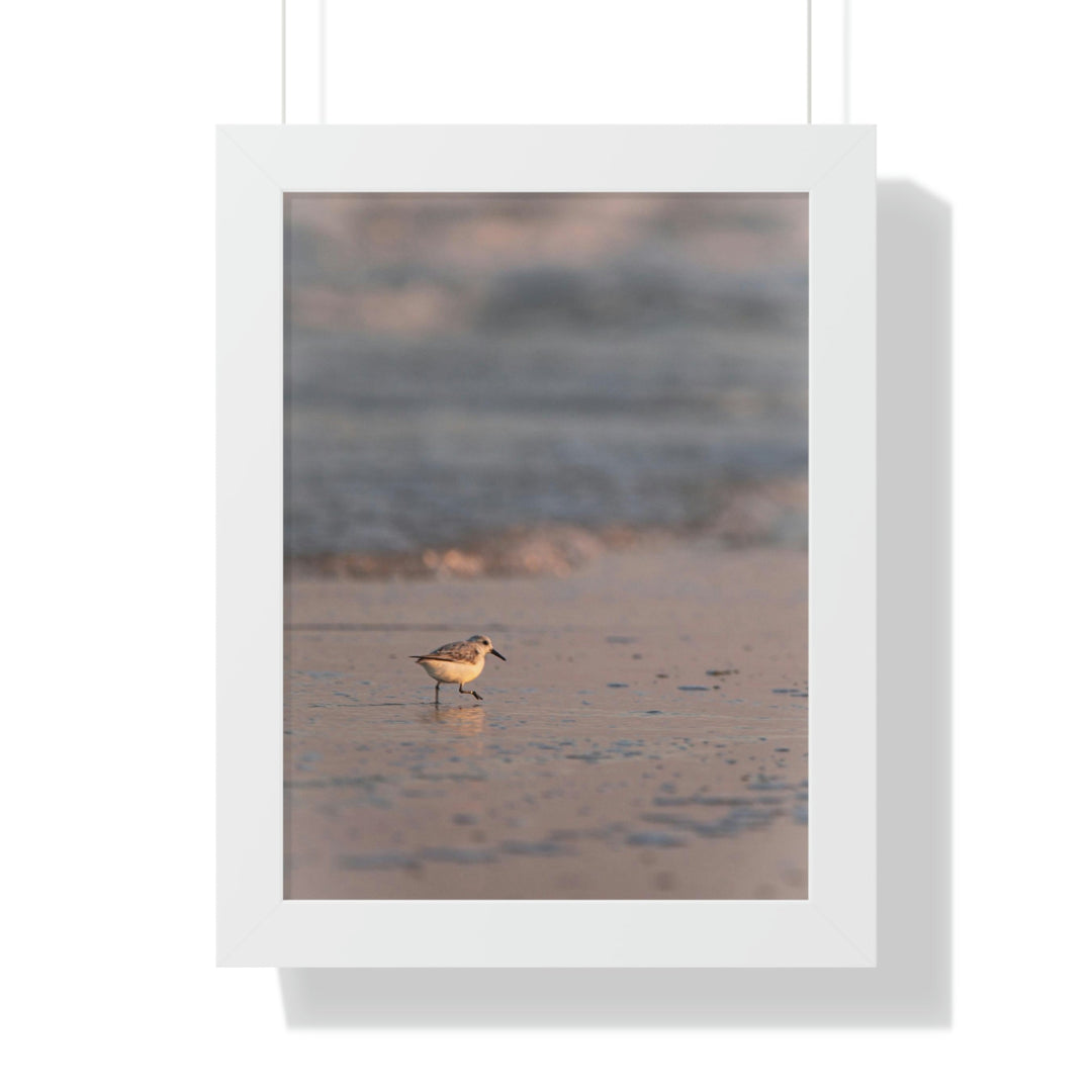 Sanderling in Soft Dusk Light - Framed Print - Visiting This World