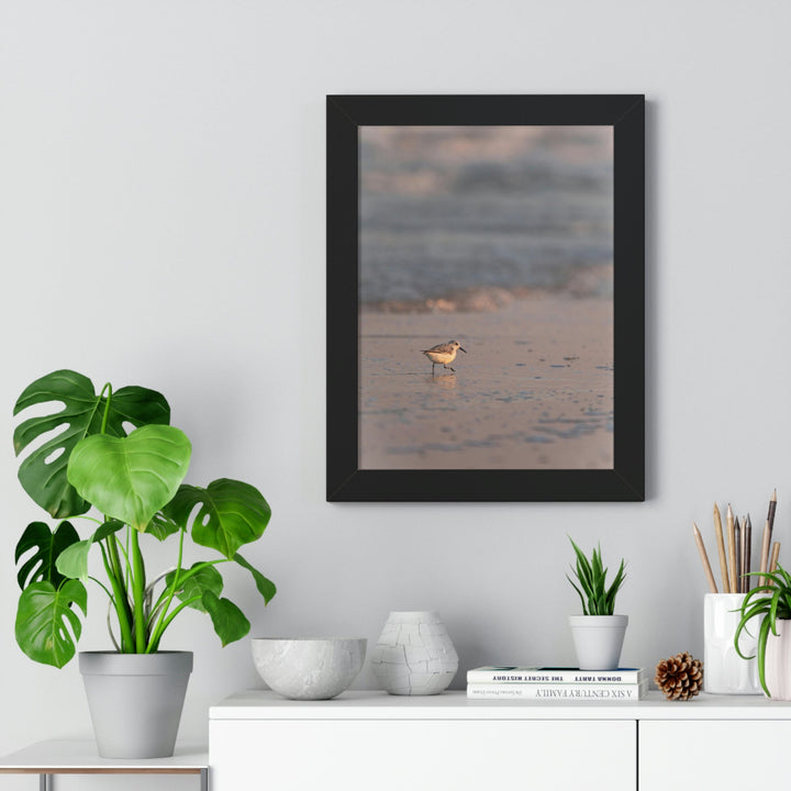 Sanderling in Soft Dusk Light - Framed Print - Visiting This World