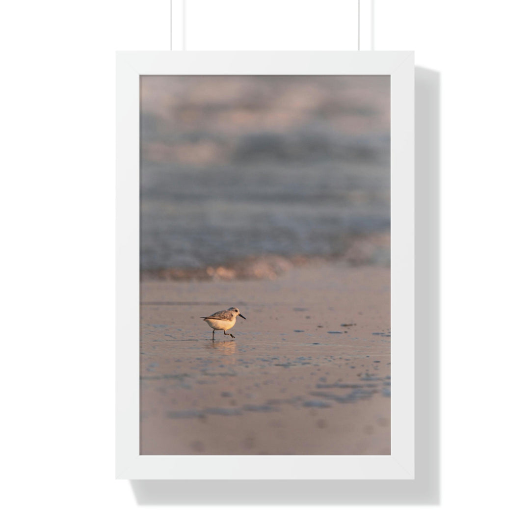 Sanderling in Soft Dusk Light - Framed Print - Visiting This World