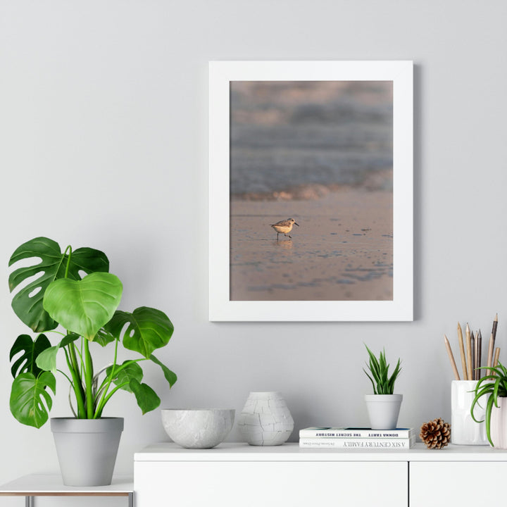 Sanderling in Soft Dusk Light - Framed Print - Visiting This World