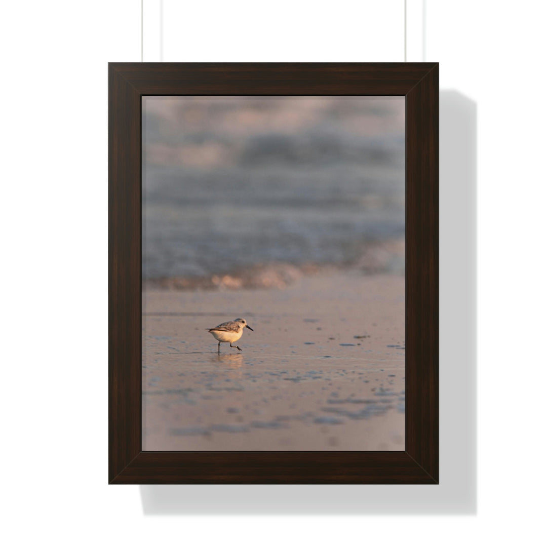 Sanderling in Soft Dusk Light - Framed Print - Visiting This World