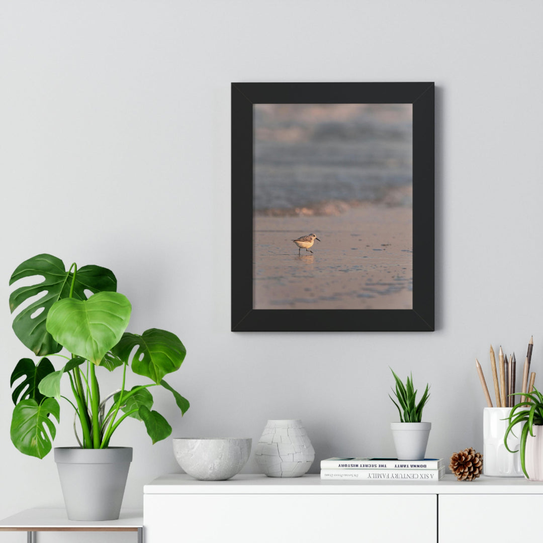 Sanderling in Soft Dusk Light - Framed Print - Visiting This World