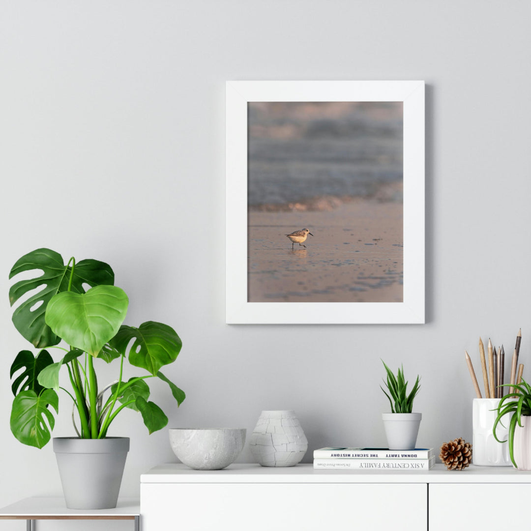 Sanderling in Soft Dusk Light - Framed Print - Visiting This World