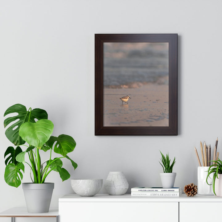 Sanderling in Soft Dusk Light - Framed Print - Visiting This World