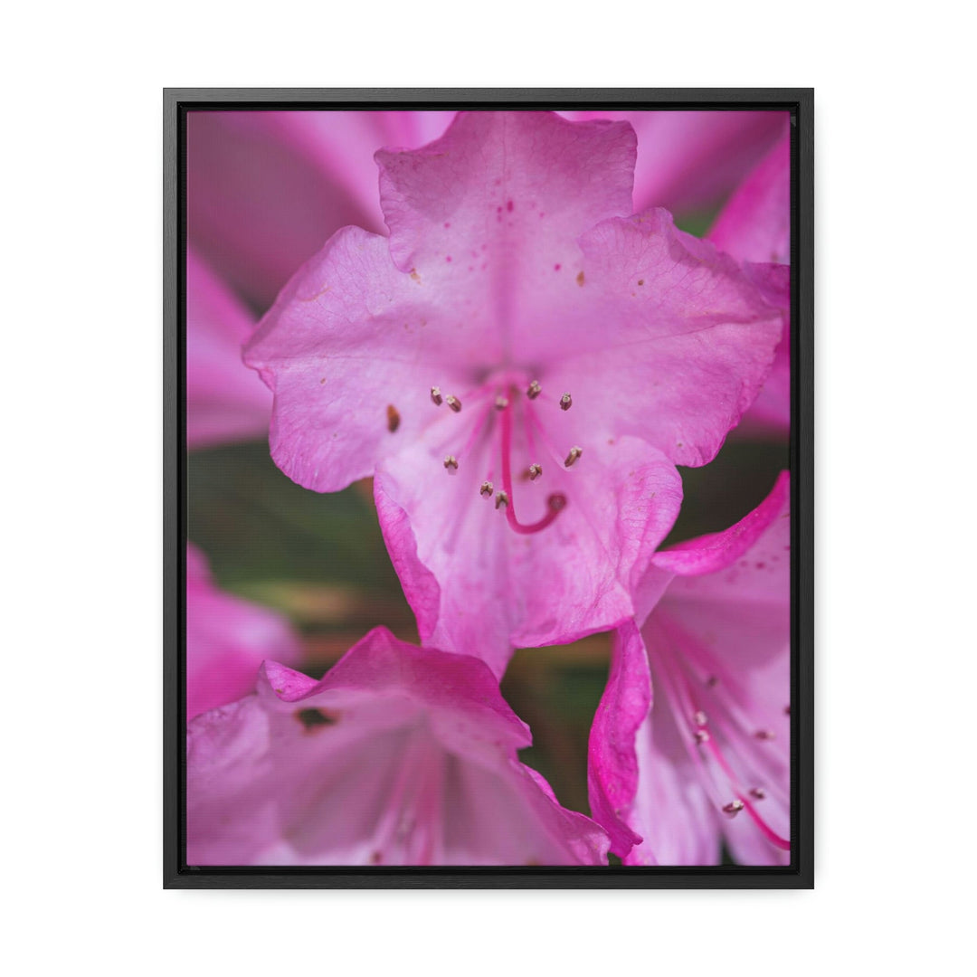 Soft Pinks - Canvas with Frame - Visiting This World