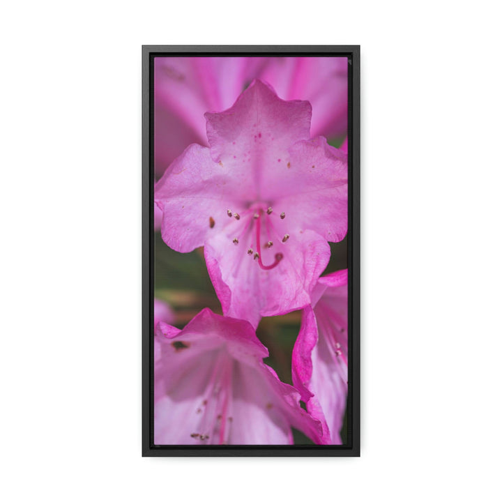 Soft Pinks - Canvas with Frame - Visiting This World