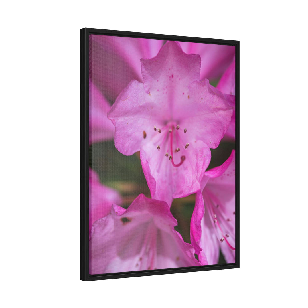 Soft Pinks - Canvas with Frame - Visiting This World