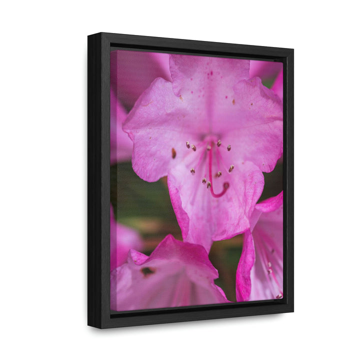 Soft Pinks - Canvas with Frame - Visiting This World