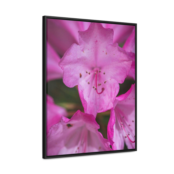 Soft Pinks - Canvas with Frame - Visiting This World