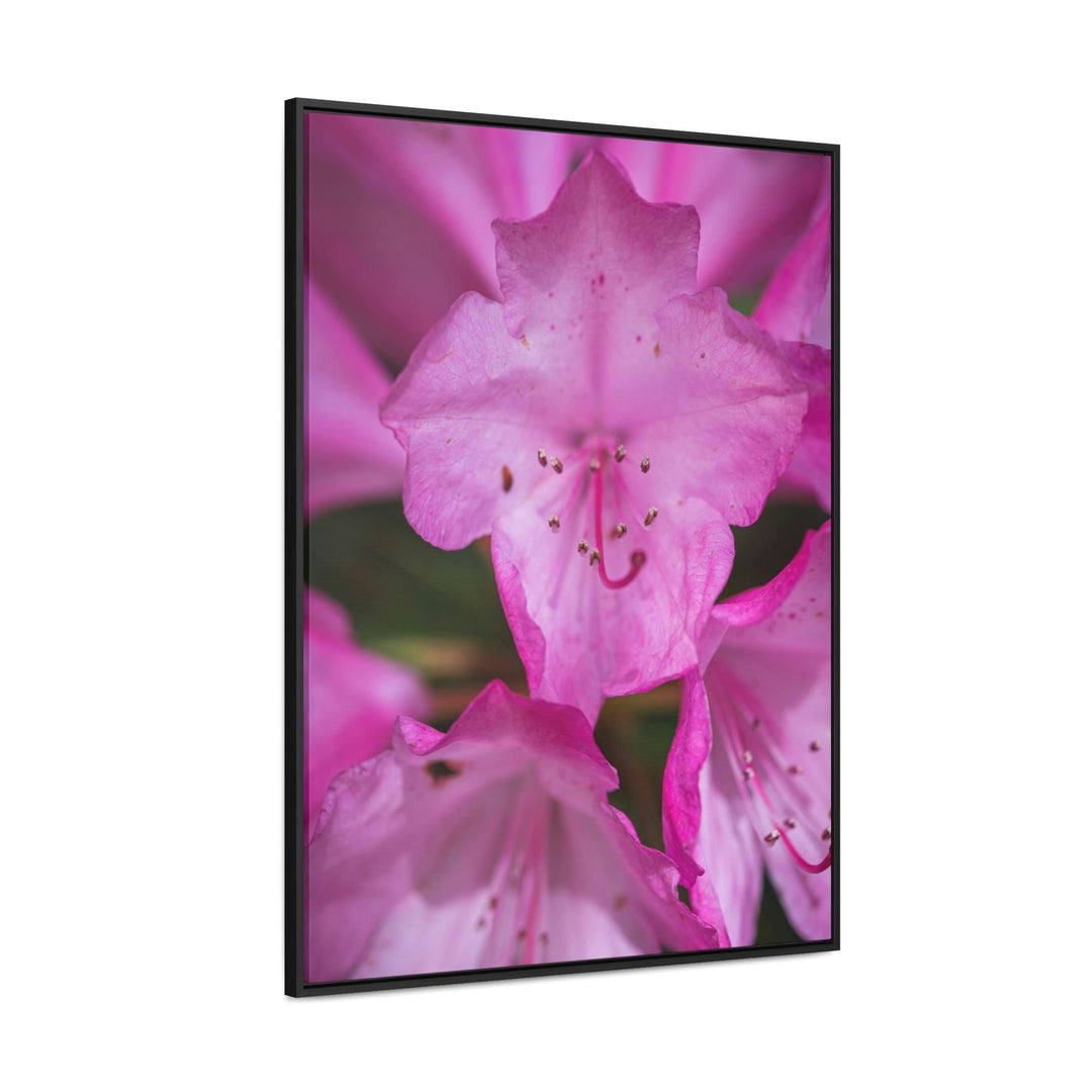 Soft Pinks - Canvas with Frame - Visiting This World