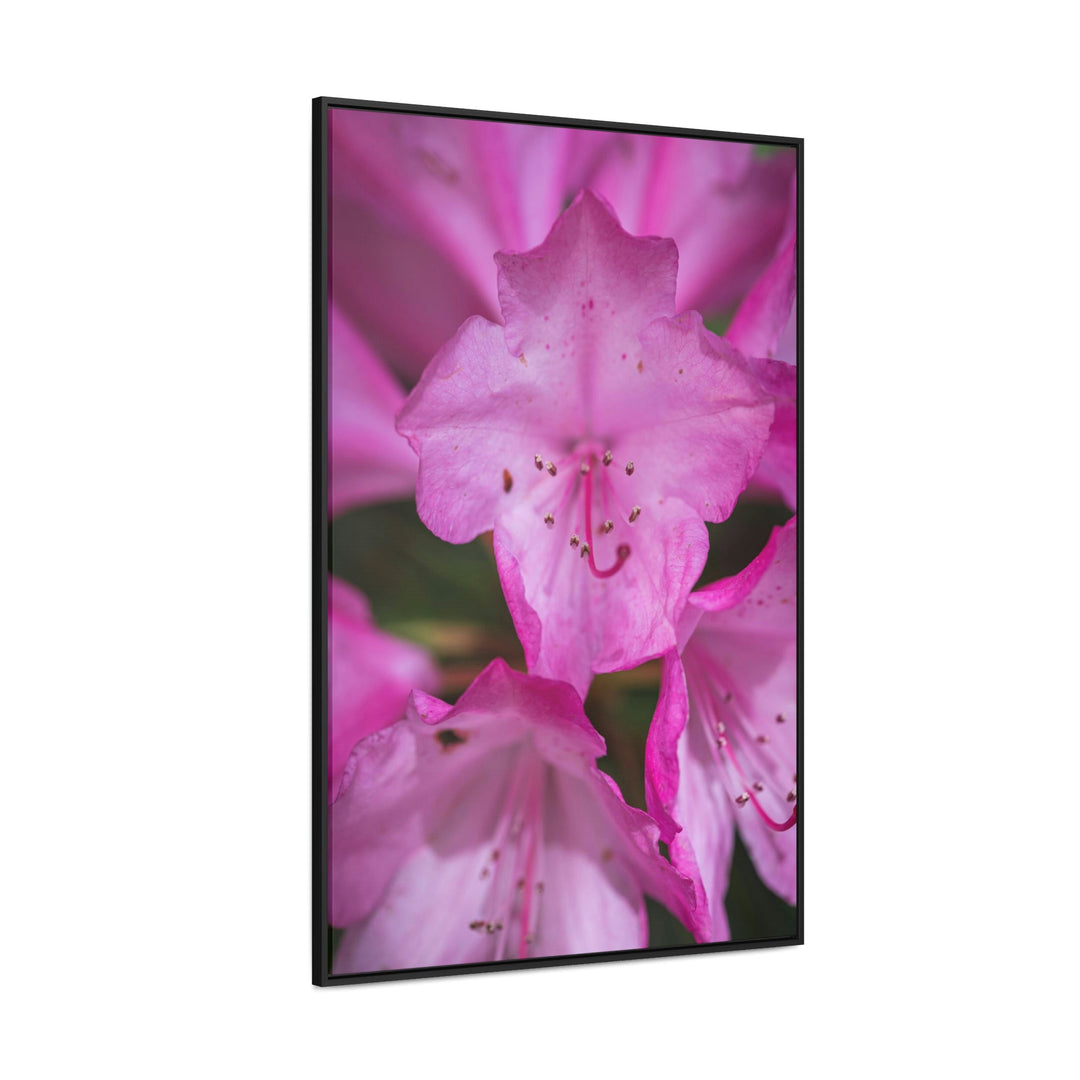 Soft Pinks - Canvas with Frame - Visiting This World