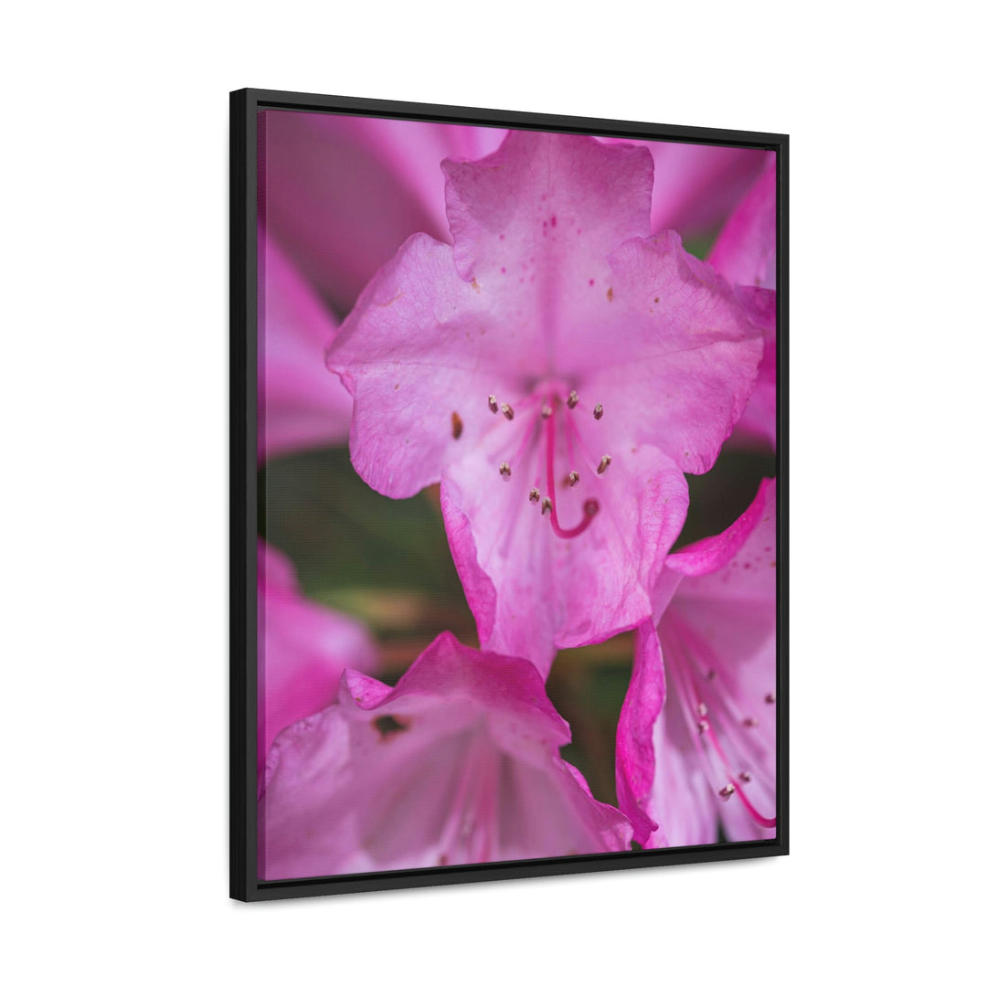 Soft Pinks - Canvas with Frame - Visiting This World