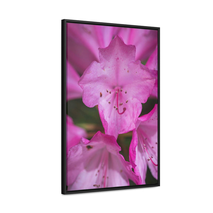 Soft Pinks - Canvas with Frame - Visiting This World