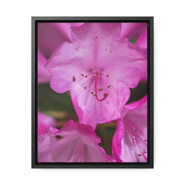 Soft Pinks - Canvas with Frame - Visiting This World