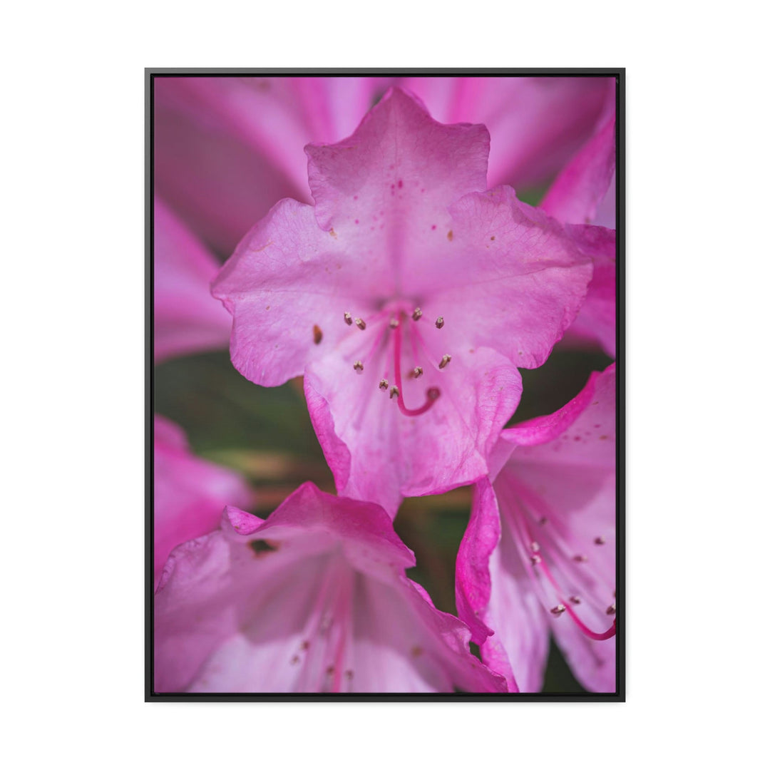 Soft Pinks - Canvas with Frame - Visiting This World