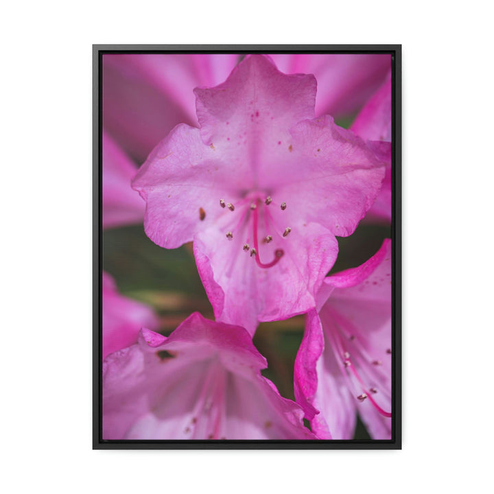 Soft Pinks - Canvas with Frame - Visiting This World