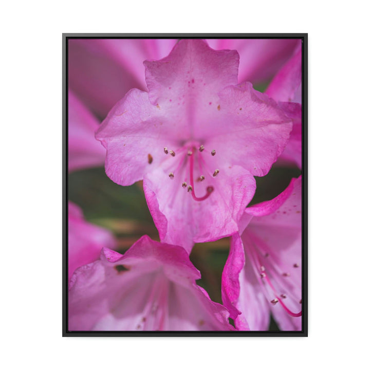 Soft Pinks - Canvas with Frame - Visiting This World