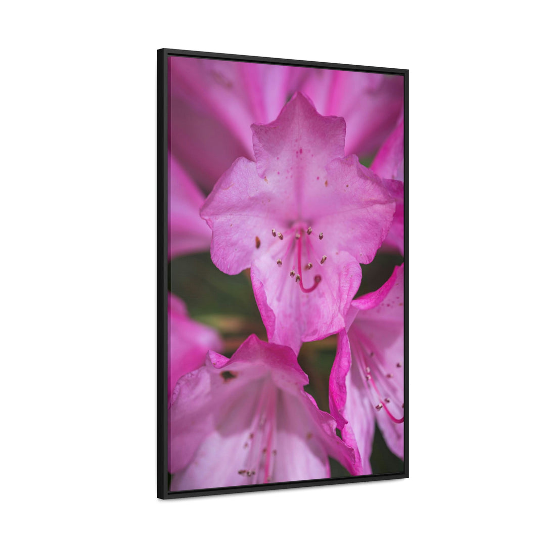 Soft Pinks - Canvas with Frame - Visiting This World