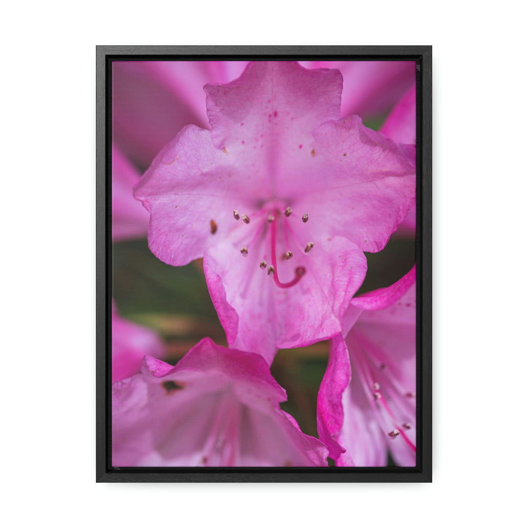 Soft Pinks - Canvas with Frame - Visiting This World